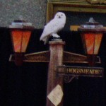 owl