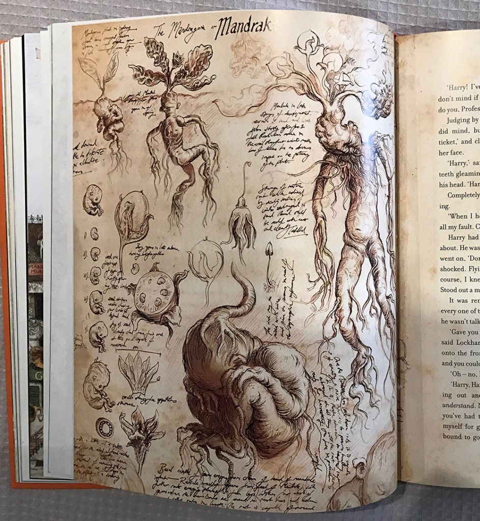 Mandrakes — Harry Potter Fan Zone